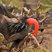 Great Frigatebird